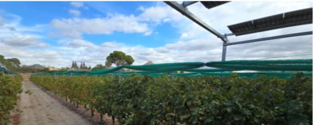 Engineers inspecting a cable-supported agrivoltaic system installed over an active agricultural crop field.