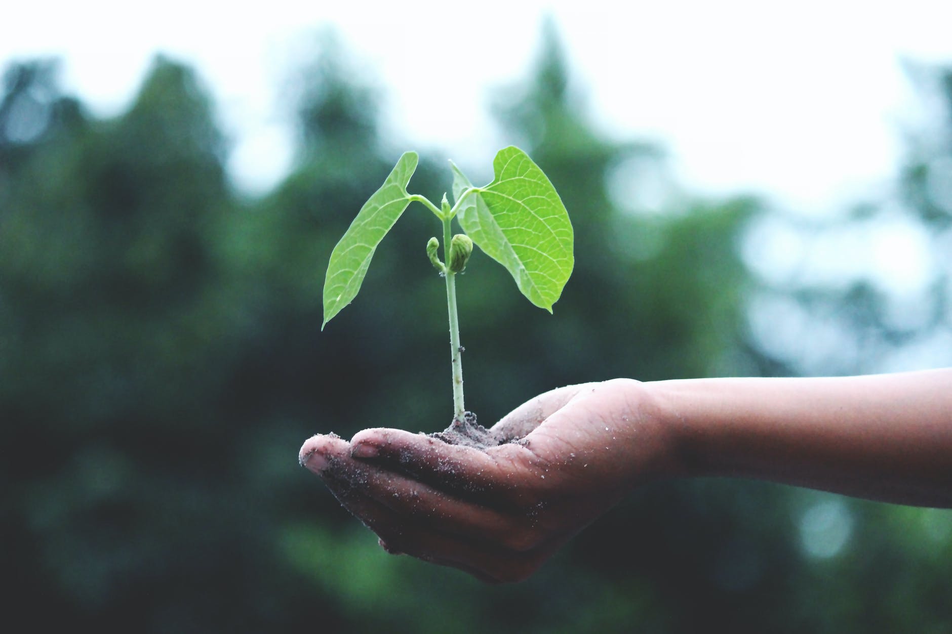 A close-up of a person holding a small green plant in soil, symbolizing agricultural growth and sustainability.